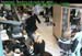 wbc11_026