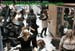 wbc11_161