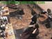 wbc12_170