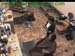 wbc12_172