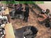 wbc13_001