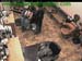 wbc13_003