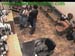 wbc13_004