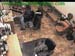 wbc13_005