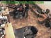wbc13_007