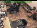 wbc13_009