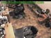 wbc13_026