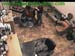 wbc13_027