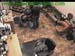 wbc13_032