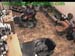 wbc13_036