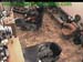 wbc13_043