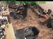 wbc13_044