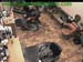 wbc13_052
