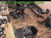 wbc13_055