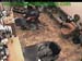 wbc13_056