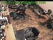 wbc13_058