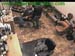 wbc13_063