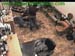 wbc13_065