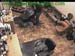 wbc13_069