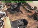 wbc13_108