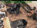 wbc13_117