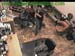 wbc13_157
