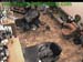 wbc13_163