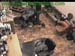 wbc13_164