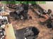 wbc13_165