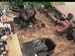 wbc13_168