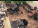 wbc13_170