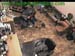 wbc13_172