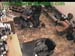 wbc13_173