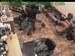 wbc13_176