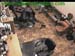 wbc13_177