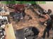 wbc13_178