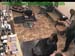 wbc17_005