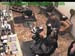 wbc17_007