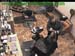 wbc17_009