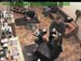 wbc17_010