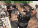 wbc17_012