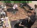 wbc17_035