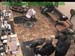 wbc17_049