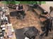 wbc17_059