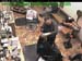 wbc17_066