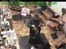 wbc17_069