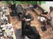wbc17_073