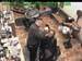 wbc17_075