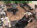 wbc17_078