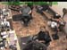 wbc17_079